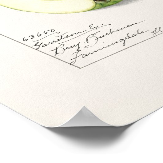 Groene appelen (Malus Domestica) Vruchtschildering Poster (Hoek)