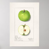 Groene appelen (Malus Domestica) Vruchtschildering Poster (Voorkant)