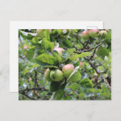 Groene appels op bomen briefkaart (Voorkant / Achterkant)