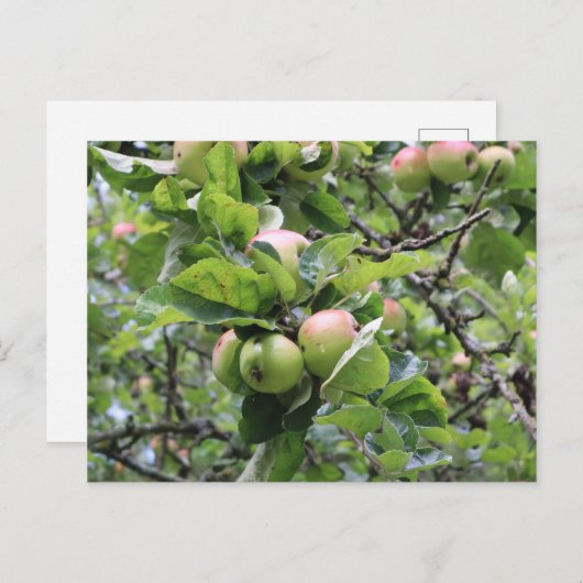 Groene appels op bomen briefkaart (Voorkant / Achterkant)