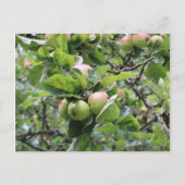 Groene appels op bomen briefkaart (Voorkant)