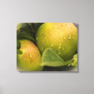 Groene appels, vers, met waterdruppels canvas afdruk