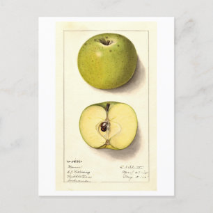 Groene Apple  Illustratie Briefkaart