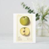 Groene Apple  Illustratie Briefkaart (Staand voorkant)