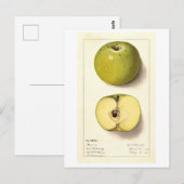 Groene Apple  Illustratie Briefkaart (Voorkant / Achterkant)