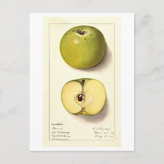 Groene Apple  Illustratie Briefkaart (Voorkant)