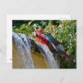 Groene ara naast een waterval feestdagenkaart (Voorkant / Achterkant)