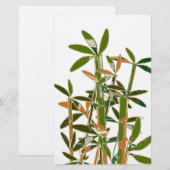 Groene bamboe geïsoleerd op witte achtergrond briefpapier (Voorkant / Achterkant)