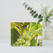 Groene bananenboom briefkaart (Staand voorkant)