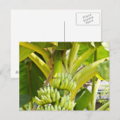 Groene bananenboom briefkaart (Voorkant / Achterkant)