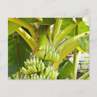 Groene bananenboom briefkaart