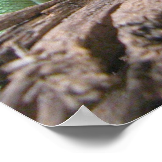 Groene Basilisk Poster (Hoek)