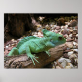 Groene Basilisk Poster (Voorkant)