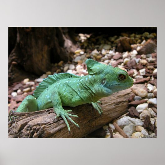 Groene Basilisk Poster (Voorkant)