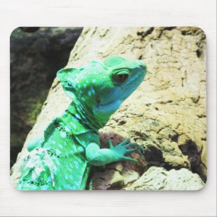 Groene basilisshagedis muismat