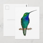 Groene bergkolibrie briefkaart (Voorkant / Achterkant)