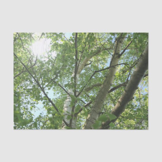 groene berk op boom tegen blauwe lucht tissuepapier (Voorkant)