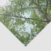 groene berk op boom tegen blauwe lucht tissuepapier (Detail)