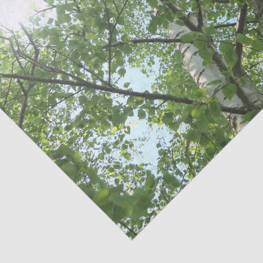 groene berk tegen blauwe hemel tissuepapier (Detail)