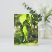Groene berkertak met bladeren briefkaart (Staand voorkant)
