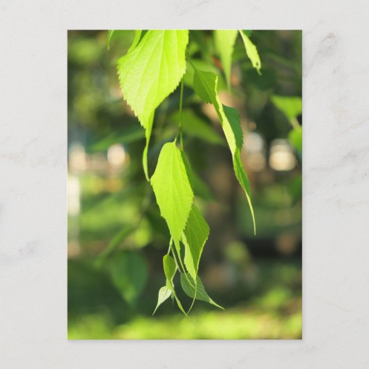 Groene berkertak met bladeren briefkaart (Voorkant)