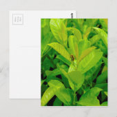 Groene Bij Briefkaart (Voorkant / Achterkant)