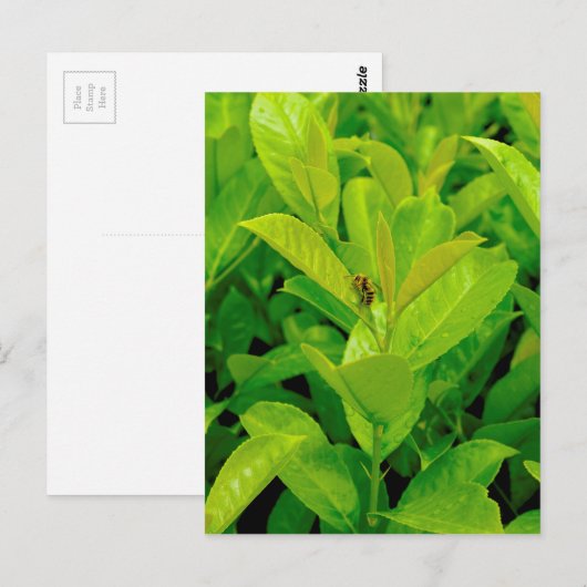 Groene Bij Briefkaart (Voorkant / Achterkant)