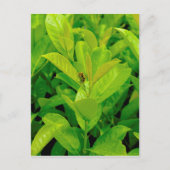 Groene Bij Briefkaart (Voorkant)