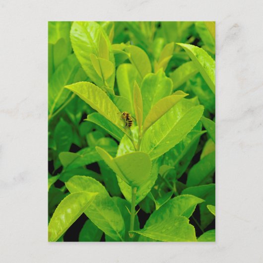 Groene Bij Briefkaart (Voorkant)