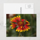 Groene bijen briefkaart (Voorkant / Achterkant)
