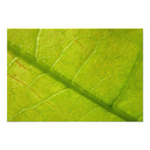 Groene Blad Botanische Natuurfotografie Foto Afdruk