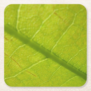 Groene Blad Botanische Natuurfotografie Kartonnen Onderzetters