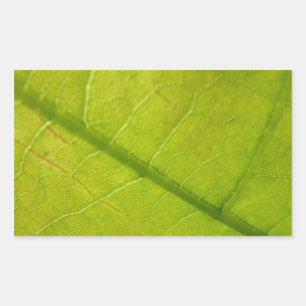 Groene Blad Botanische Natuurfotografie Rechthoekige Sticker