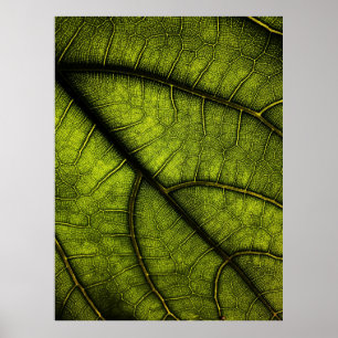 Groene blad in close-up fotografie poster