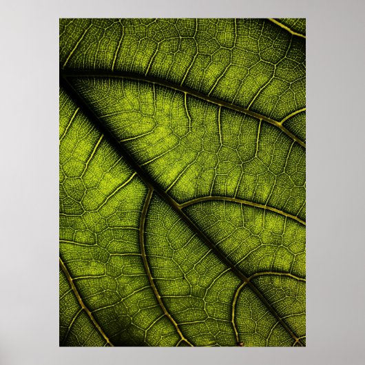 Groene blad in close-up fotografie poster (Voorkant)