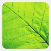 Groene Blad Stickers (Voorkant)