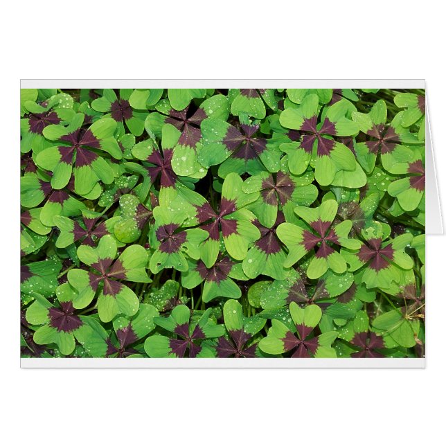 Groene bladeren (Voorkant Horizontaal)