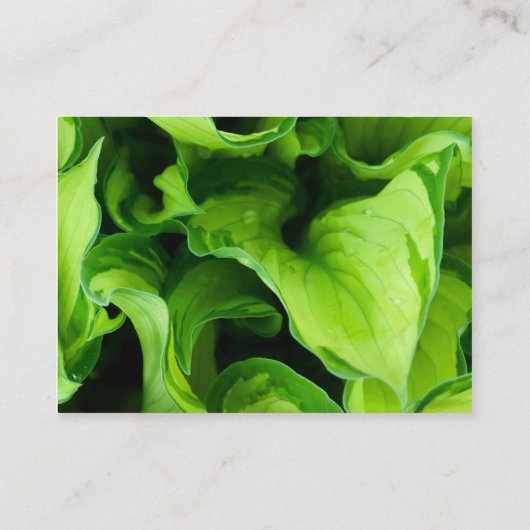 Groene bladeren, bladeren, Plant, bloemenborst, bl Visitekaartje (Achterkant)