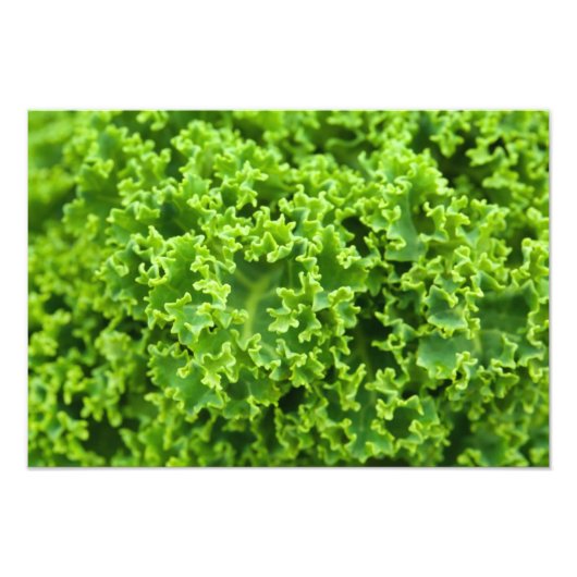 Groene bladeren, bladzijden achtergrond, leder, go foto afdruk (Voorkant)