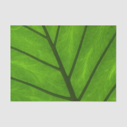 Groene bladeren, bladzijden achtergrond, leder, go tissuepapier (Voorkant)