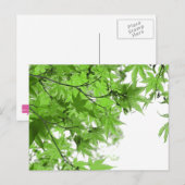 Groene bladeren briefkaart (Voorkant / Achterkant)