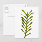 Groene bladeren briefkaart (Voorkant / Achterkant)