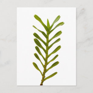Groene bladeren briefkaart