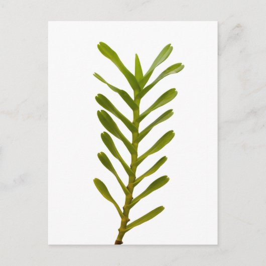 Groene bladeren briefkaart (Voorkant)