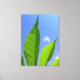 Groene Bladeren die tot de Hemel Reiken Canvas Afdruk