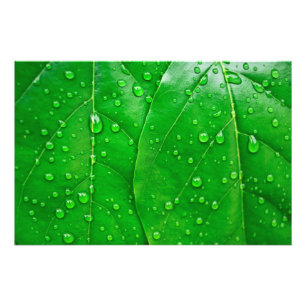 Groene bladeren foto afdruk
