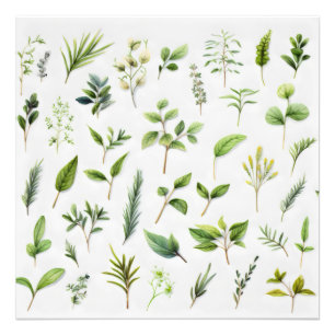 Groene bladeren Herbarium Foto Afdruk