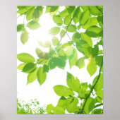 Groene bladeren in zonlicht, close-up poster (Voorkant)