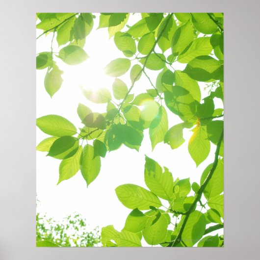 Groene bladeren in zonlicht, close-up poster (Voorkant)