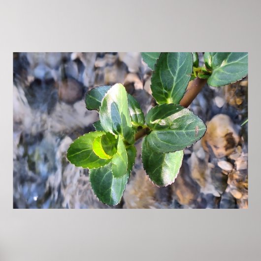Groene Bladeren Macro – Botanische Fotografie Prin Poster (Voorkant)